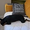 Диван BOSS.XO Monolit отзыв клиента